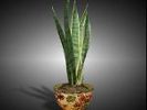 Sanseveria